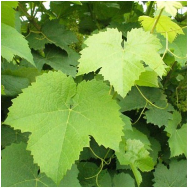 MyLeggy - immagine 4